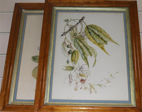19th century English School Botanical studies largest 14.5 x 11in.
